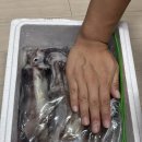 미림팜 | 신선만: 생물 오징어 후기 (오징어회, 오징어 통찜 먹기)