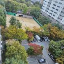 단풍나무 색깔이 오전ㆍ오후가 이미지