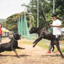 빅독 이미지