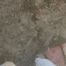 대한민국토속문화굿보존회