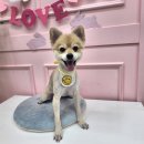 조이펫살롱 이미지