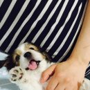 양지종합동물병원