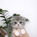 도그플러스 동물병원 이미지