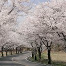 청양 장곡사 벚꽃길, 봄의 아름다움을 만끽하다 이미지