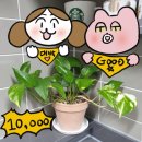 동광양꽃판매장 이미지