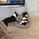 우다다애견 이미지