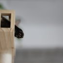 아가마미 고양이카페 이미지