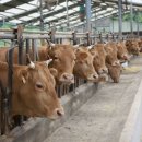 우리축산물유통 이미지