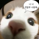 다즐잉
