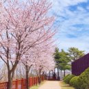 영인산자연휴양림 숲속야영장 이미지