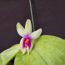 Phalaenopsis bellina 火字 (화자) 이미지