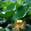 들꽃산장 이미지