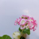블러썸 Daum카페