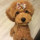 트리밍스토리 이미지