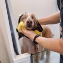 댕댕이 목욕탕 이미지