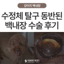 울산착한동물병원 | 수정체 탈구 동반된 강아지, 성숙 백내장 극복 후기 - 울산 안과 동물병원 에스동물메디컬센터