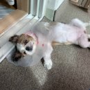 멍멍냐옹동물병원 이미지