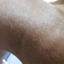 개스키라빈스 이미지