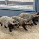 인천광역시 야생동물구조관리센터 이미지