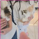 로얄펫동물병원 이미지