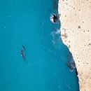 고래천국 이미지