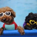 해돋이 가자 애견펜션 이미지