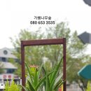 가행나무 이미지