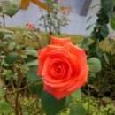 people puppy | 입대하여 선교사업을 행함