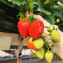 대림농장 이미지