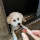 마이핫독 이미지