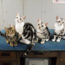 아메숏 캐터리 이미지