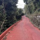 공곶이펜션 | 거제여행ㅣ거제의 노오란 봄, 공곶이 수선화 만개