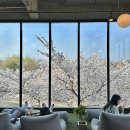 피고지고 | 경주 벚꽃 명소 직접 다녀온 경주 벚꽃 여행 후기 + 코스 추천