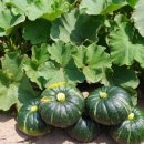 진미농장3 이미지