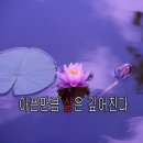 詩 연잎, 청빈의 향기 / 정정숙 이미지