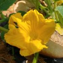 청풍미가 이미지