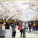 ♣4/2(일)경주 남산과 보문단지 벚꽃 축제(스탬프) 이미지