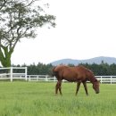 풀로만목장 이미지