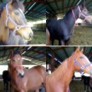 경주목장 이미지