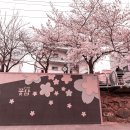 삼호동주민센터 (옥내1) | 울산 남구 궁거랑 벚꽃 명소 완벽 후기 | 만개 타이밍 딱 맞춰 다녀왔어요!