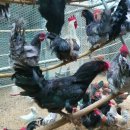 김용호 농장 이미지