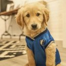 댕댕이미용실 이미지