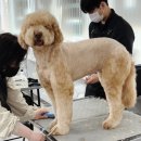 J애견미용 이미지