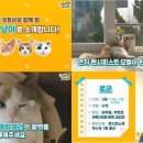 피스트푸드