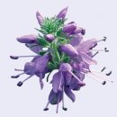 히솝 hyssop