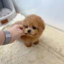 온퍼피 프리미엄 전주강아지분양 본점 이미지