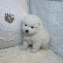 오독안심분양센터 강아지분양 고양이분양 광주점 이미지