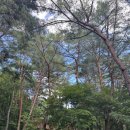 연풍하우스 | 조령산 자연휴양림 트리하우스3호 숙박후기 및 수옥폭포 문경새재까지 알찬 코스