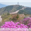황령산 진달래와 벚꽃 트레킹 이미지