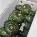해남 미니 밤호박 4키로 28,000원, 택포 이미지